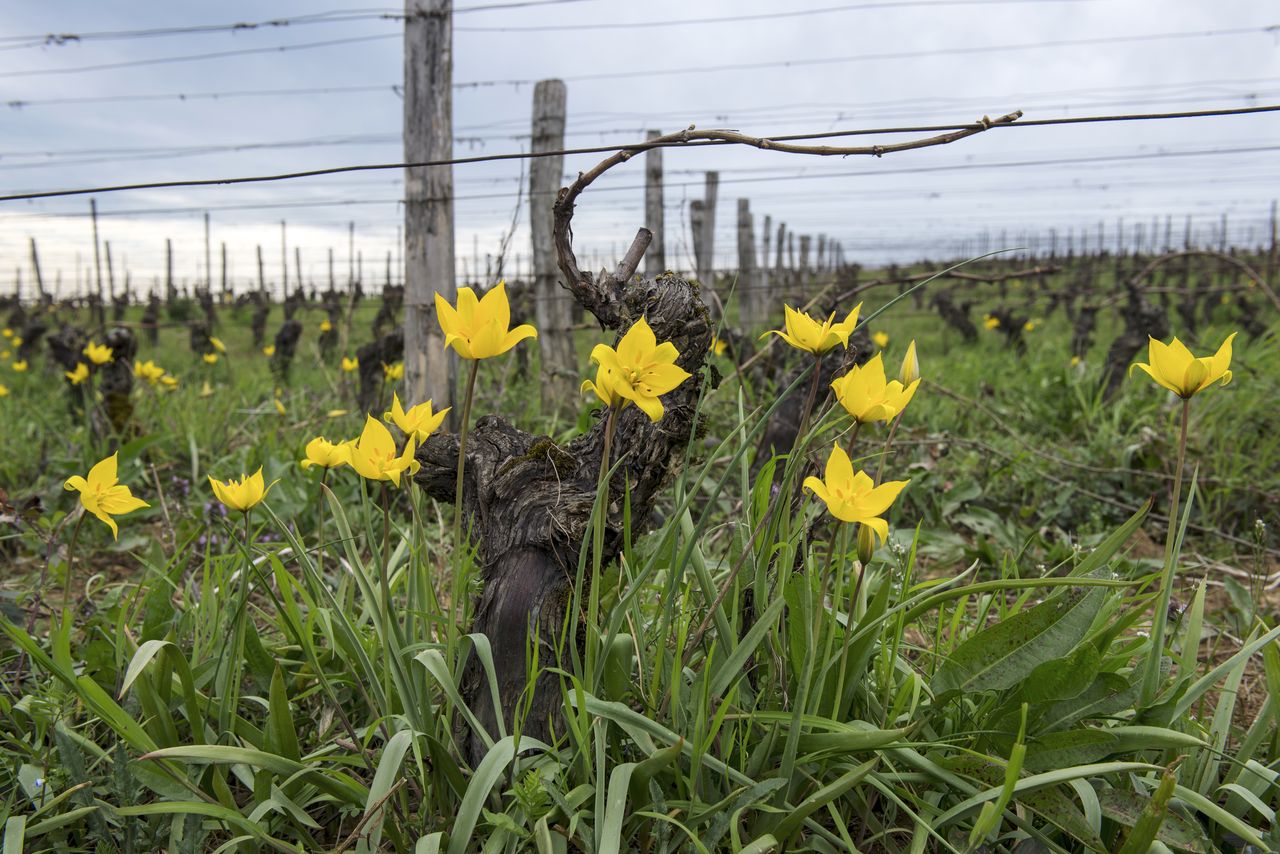 Flore Tulipe de vigne Tul_0307